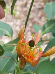 Passiflora herbertiana herbertiana