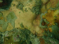 Siderastrea savignyana