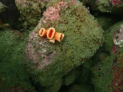 Dendrophyllia robusta