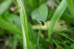 Phyllopertha horticola