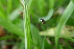 Phyllopertha horticola