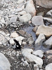 Papilio nephelus chaonulus