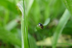Phyllopertha horticola