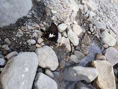 Papilio nephelus chaonulus