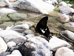 Papilio nephelus chaonulus