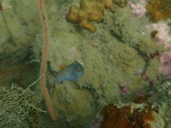 Pseudochromis caudalis