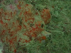 Porifera