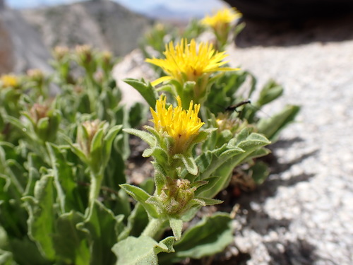 Image of Peirson's Tonestus (Tonestus peirsonii) by (c) Martin Purdy, some rights reserved (CC BY)