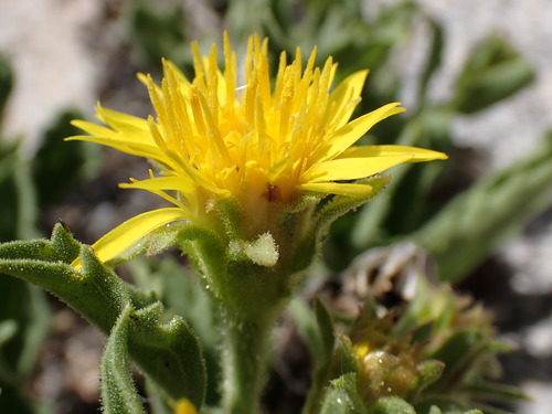 Image of Peirson's Tonestus (Tonestus peirsonii) by (c) Martin Purdy, some rights reserved (CC BY)