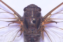 Birrima varians