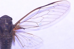 Birrima varians