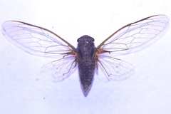 Birrima varians