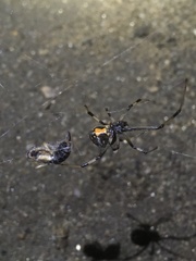 Latrodectus geometricus