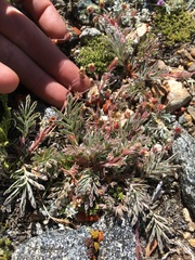 Potentilla morefieldii