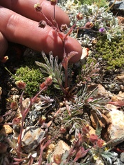 Potentilla morefieldii