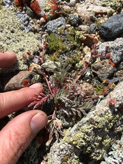 Potentilla morefieldii