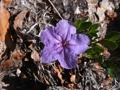 Ruellia parryi