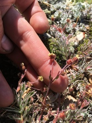 Potentilla morefieldii
