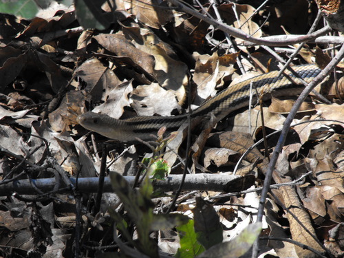 Pituophis lineaticollis lineaticollis