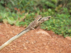 Agama aculeata distanti
