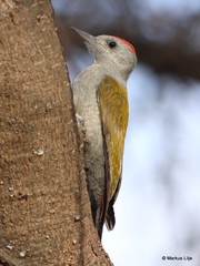 Chloropicus spodocephalus