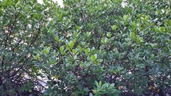 Rhizophora samoensis