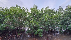 Rhizophora samoensis