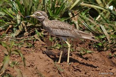 Burhinus senegalensis