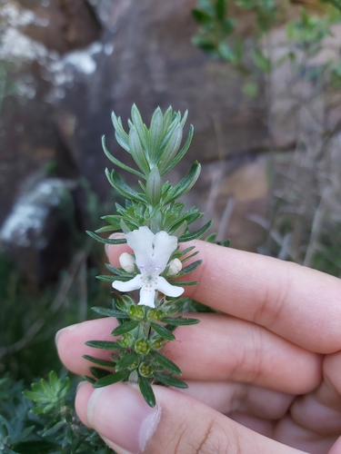 Westringia fruticosa