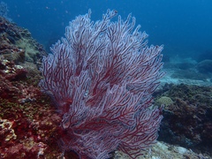 Subergorgia suberosa