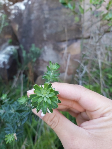 Westringia fruticosa