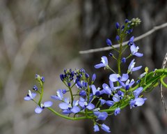 Comesperma ciliatum