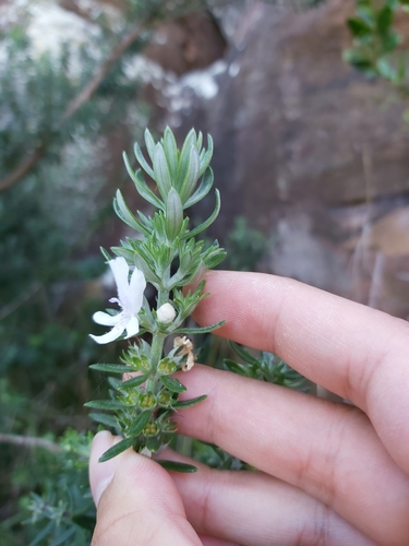 Westringia fruticosa