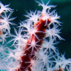 Subergorgia suberosa