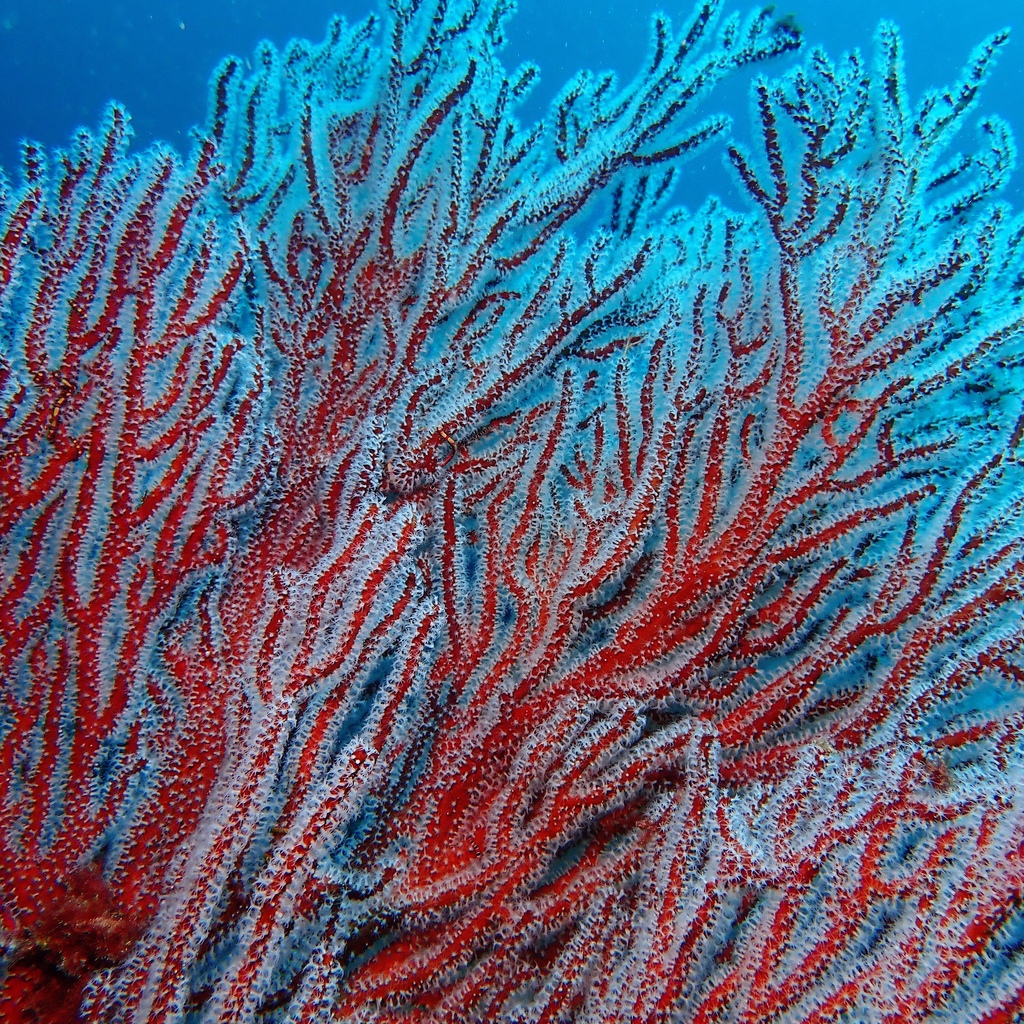 Immagine rappresentativa del genere Subergorgia
