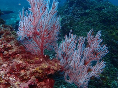 Subergorgia suberosa