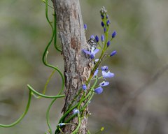 Comesperma ciliatum