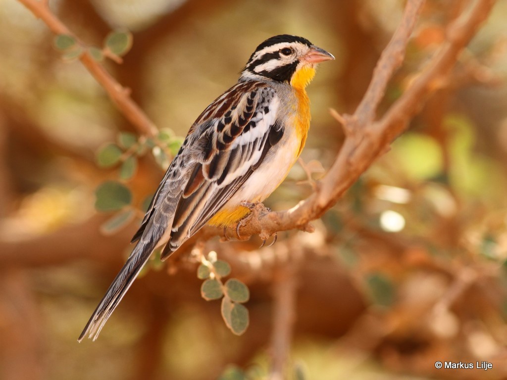 Somali Bunting