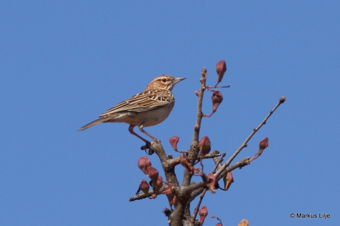Gillett's Lark illustration