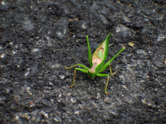 Hexacentrus formosanus