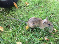 Apodemus flavicollis