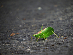 Hexacentrus formosanus