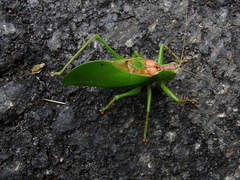 Hexacentrus formosanus