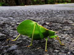 Hexacentrus formosanus