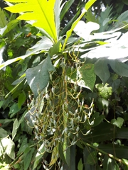 Bocconia arborea