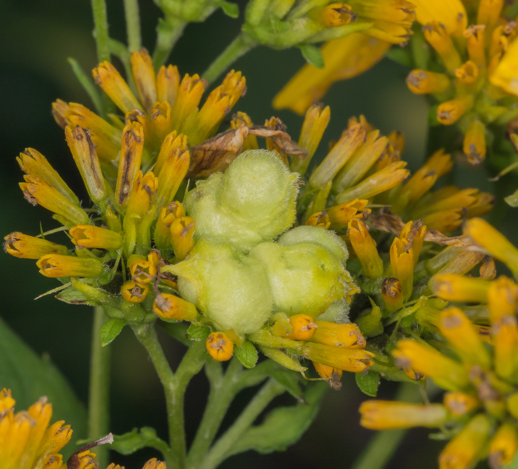 Schizomyia verbesinae