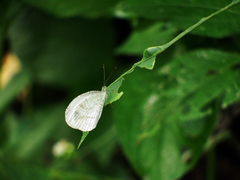 Leptosia nina niobe
