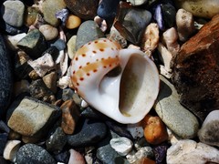 Naticarius alapapilionis