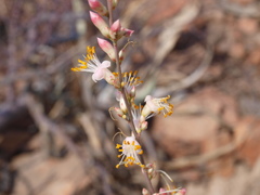Fouquieria burragei