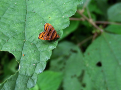 Choreutis amethystodes